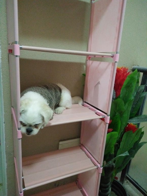 拯救狗狗不被蜜蜂蜇,拯救狗狗原版