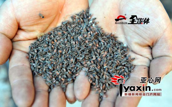 阔别近二十载“臭虫君”归来乌鲁木齐三户居民被咬