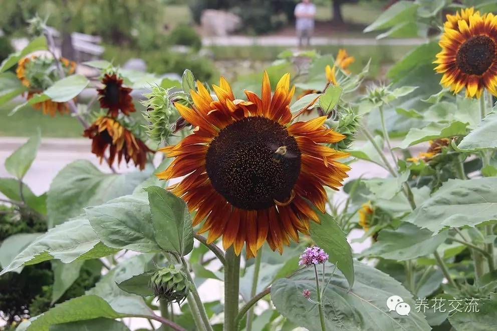 20种一二年生花卉,22种花朵