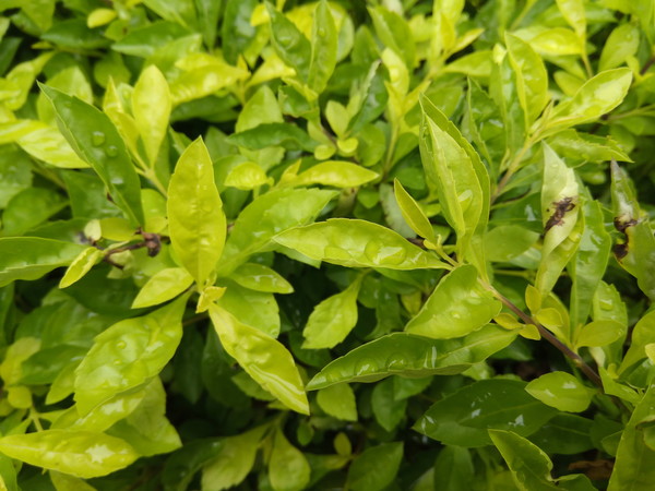 360手机n4s评测,360手机n4s能刷什么系统