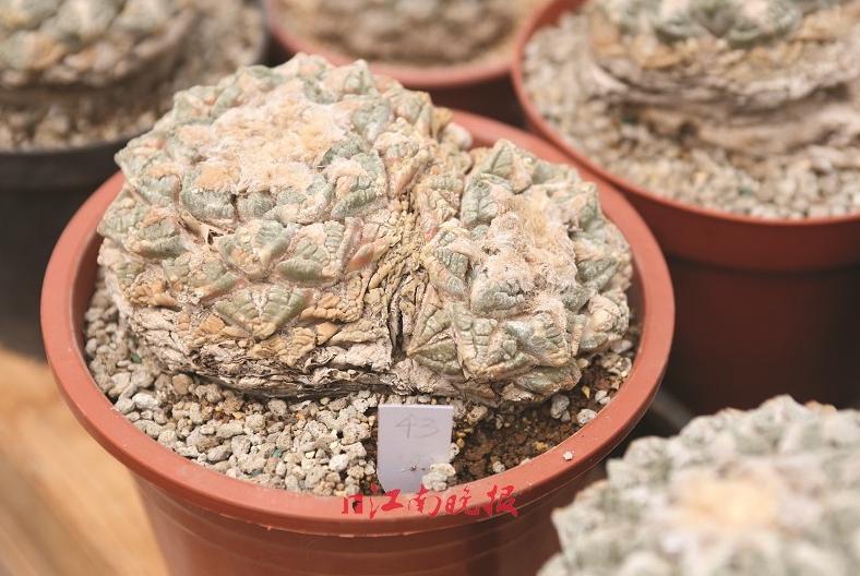 骨灰级玩家跟化石级玩家,骨灰级玩家聚会