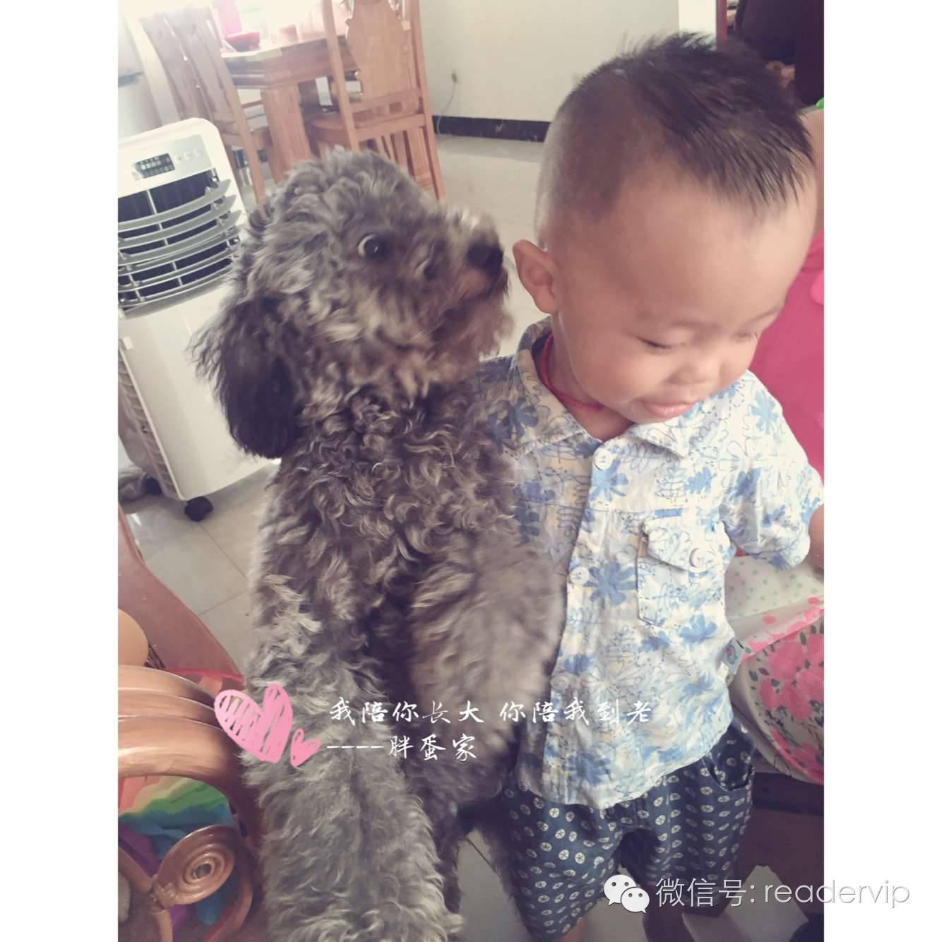 教做狗粮,最安全最健康的狗粮制作方法