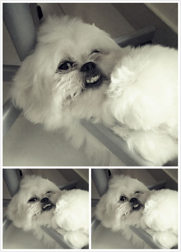 拯救狗狗不被蜜蜂蜇,拯救狗狗原版