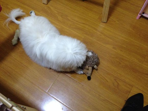 拯救狗狗不被蜜蜂蜇,拯救狗狗原版