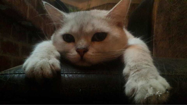 如何成为一个成熟的西安人,怎样成为一个西安人