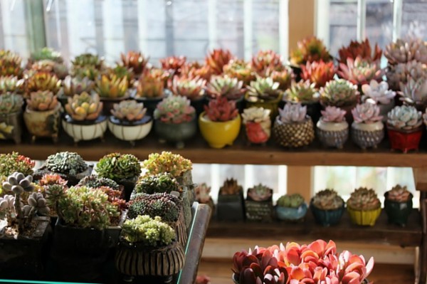 多肉被晒伤是因为紫外线太强吗,春天多肉搬出去露养怎么避免晒伤