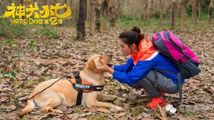 前方萌宠来袭！这些大陆宠物剧你都看过吗？