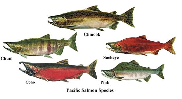 淡水三文鱼和虹鳟鱼的区别,三文鱼和淡水虹鳟的区别