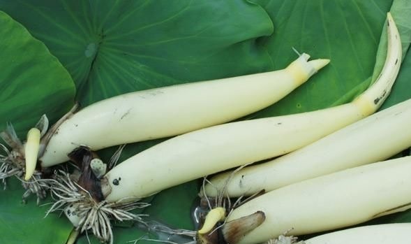 爱吃莲藕的莲菜,莲菜和藕