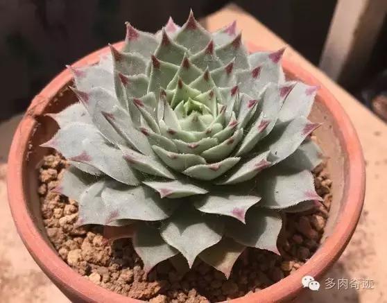 多肉咱们支持国货