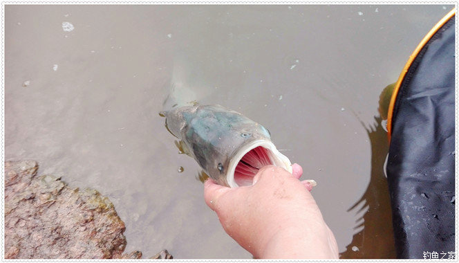 大雨一直下在鱼塘怎么钓草鱼,下大雨水库好钓草鱼吗