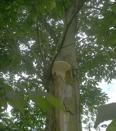 常见的小蘑菇有哪些,常见小蘑菇