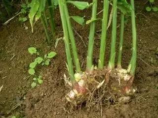 小编话养生生姜堪比“还魂药”可惜99%的人竟然只知道当作料