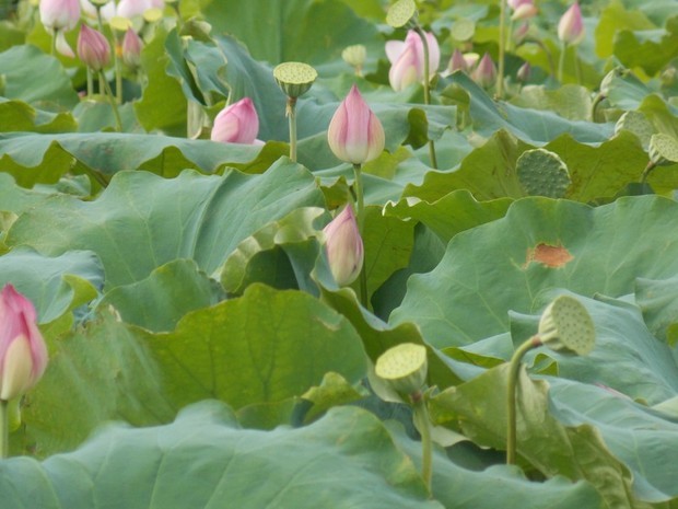 如何区分宝宝痱子和湿疹,痱子和湿疹的区别一张图