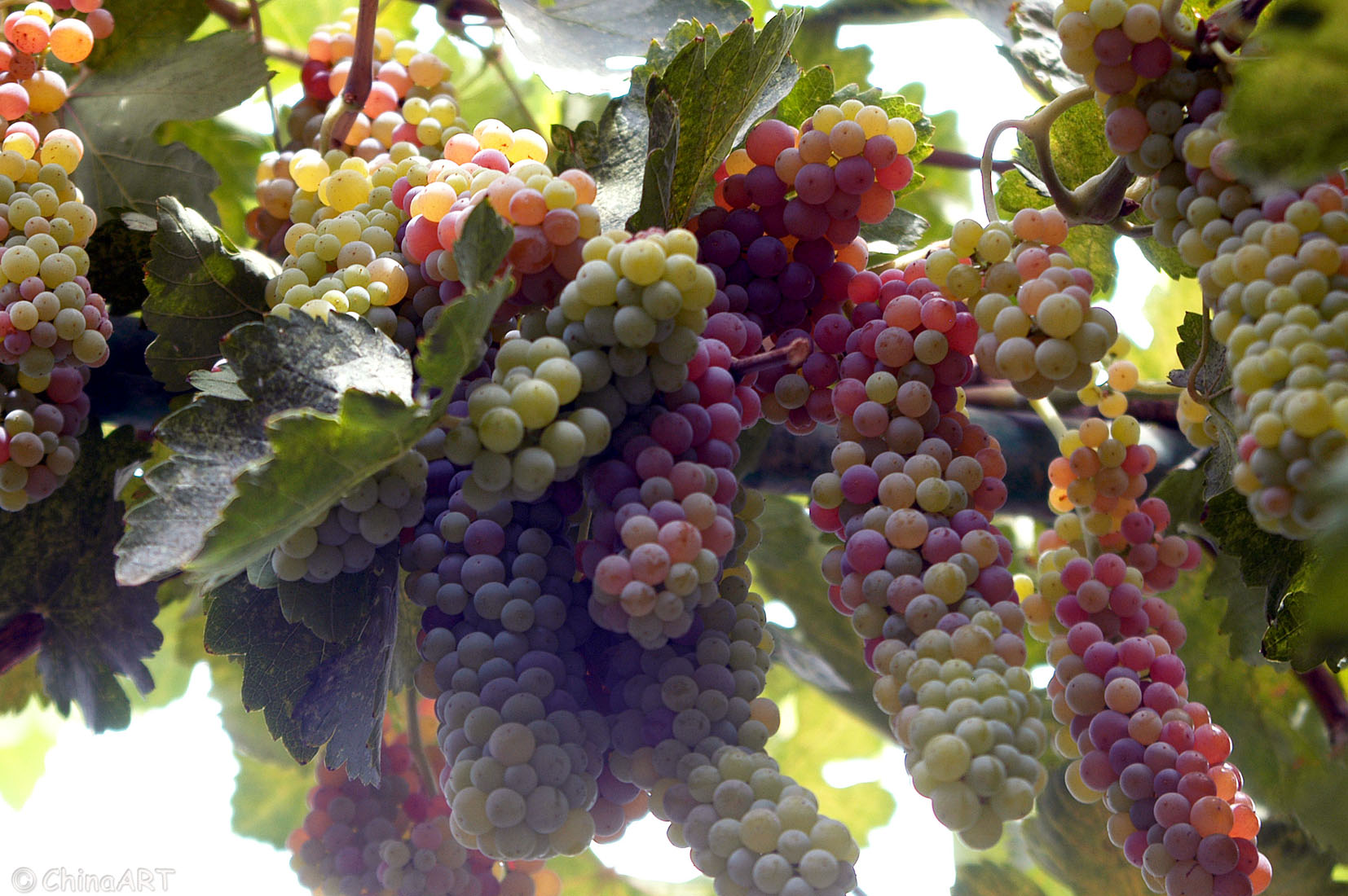 采摘葡萄游玩,最美葡萄园风景