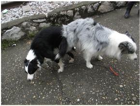 狗狗生理期时的注意事项,狗狗生理期注意哪些事项