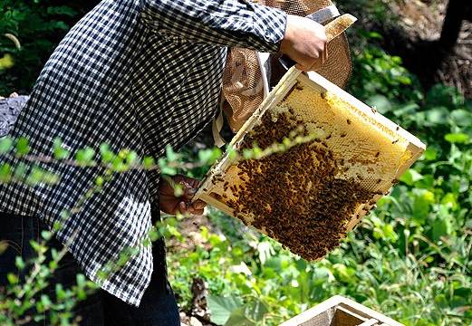 蜂蜜面膜怎么做最补水效果好,蜂蜜面膜怎么敷好用又简单