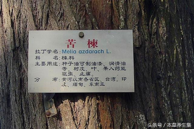 五种树皮治皮肤病,七种树枝熬水治皮肤病是真的吗