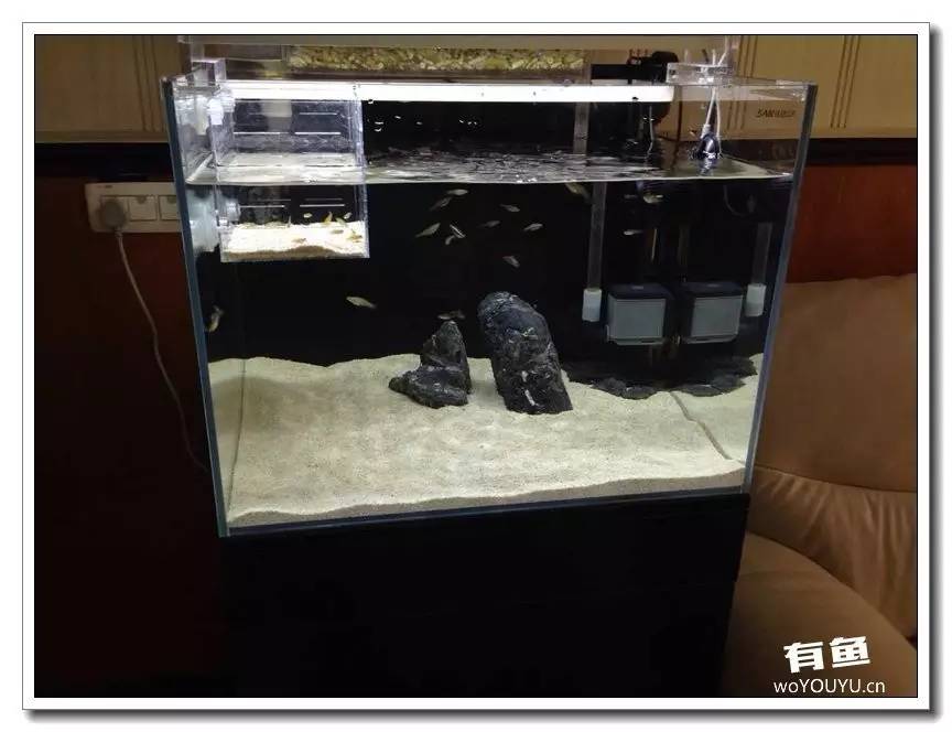 养了一个月的鱼突然大批死亡,斗鱼孵化后小鱼换水团灭