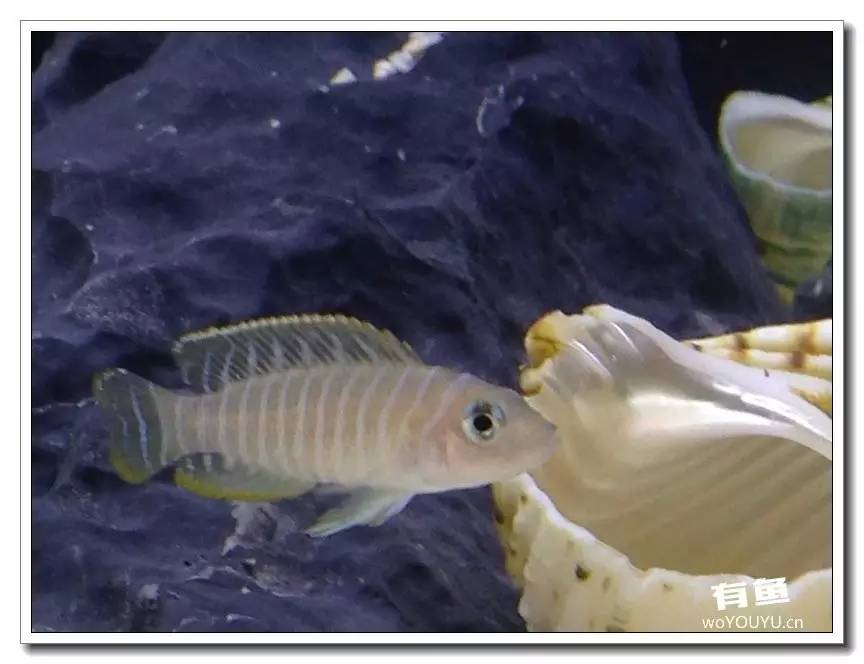 养了一个月的鱼突然大批死亡,斗鱼孵化后小鱼换水团灭