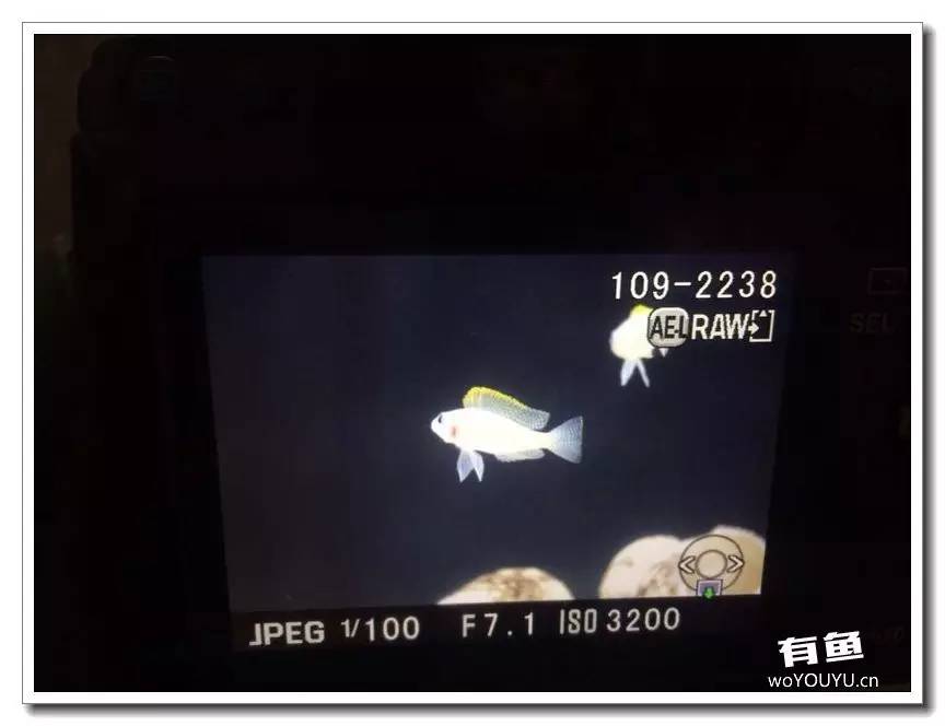 养了一个月的鱼突然大批死亡,斗鱼孵化后小鱼换水团灭