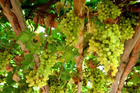 采摘葡萄游玩,最美葡萄园风景