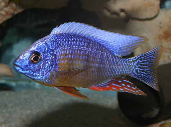 三湖慈鲷阿里蓝,三湖慈鲷埃及艳后