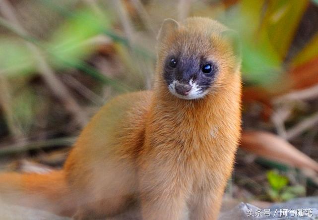 农村奇事:黄鼠狼咬死亲生幼崽竟为了~|阿兮随笔