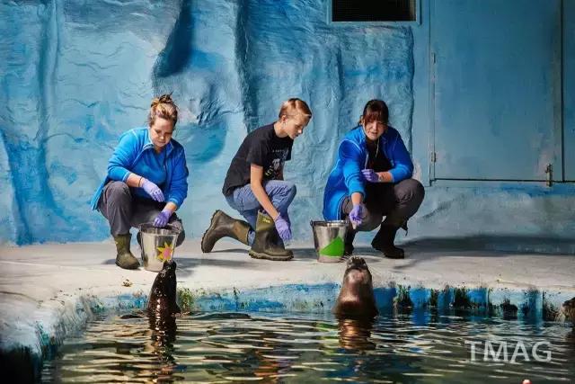 北欧看鲸鱼极光,看极光追逐鲸鱼