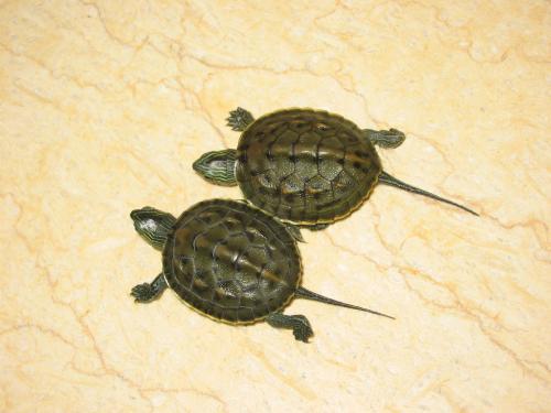 珍珠龟巴西龟中华草龟,花龟珍珠龟直播