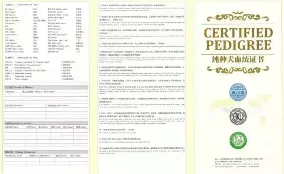 血统证书怎么查询真伪,血统证书手续应该哪方办理