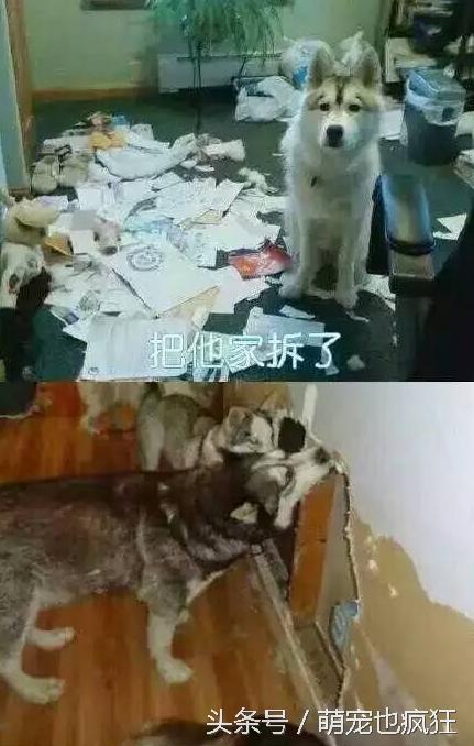 蠢狗哈士奇,养一只蠢萌的哈士奇是怎样的体验