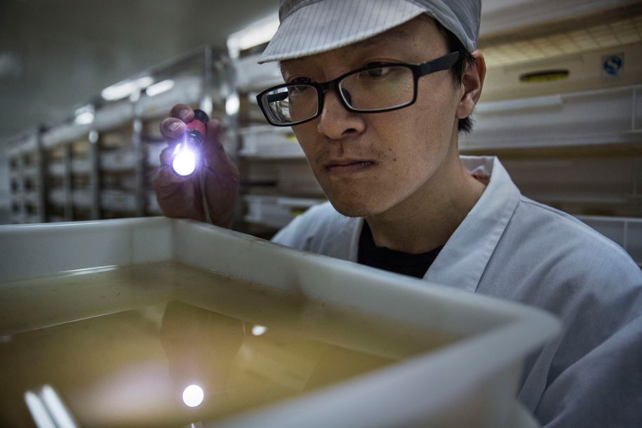 科学家尝试给蚊子做绝育,如何给一只蚊子做绝育