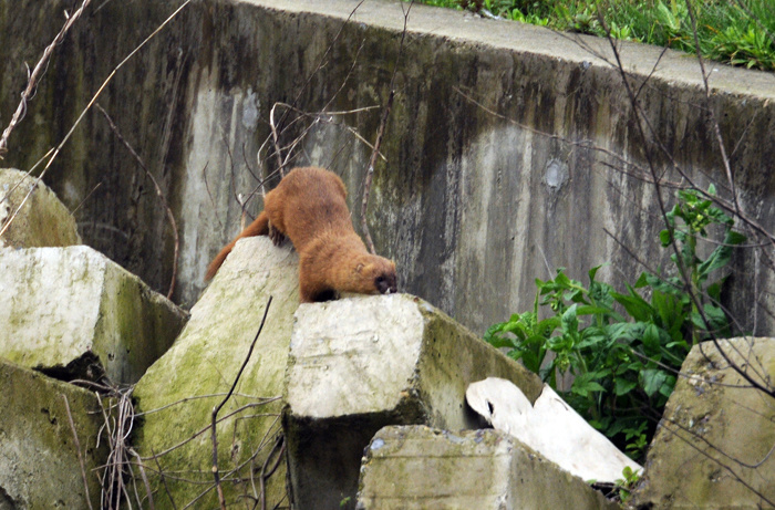 黄鼠狼被女子救下,小姑娘被黄鼠狼附身