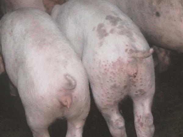 控制病毒的最好办法是什么,控制新冠病毒最简单直接的方法