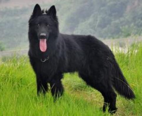 狗狗常见皮肤病区分,各个品种狗遗传疾病