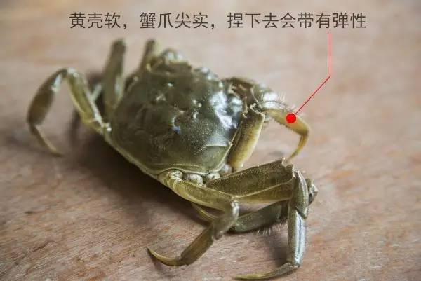 六月黄，令苏州人“魂牵梦萦”的那一口鲜嫩浓香的黄金膏油~来了！