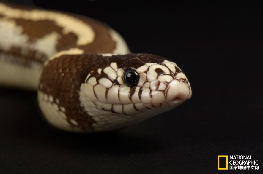 魔鬼充满诱惑力,原来恶魔也能被撩