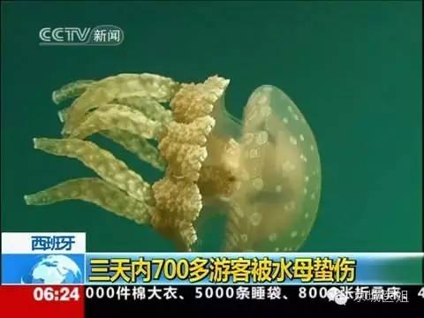 被水母蜇伤的急救方法,海月水母刚买回来怎么急救