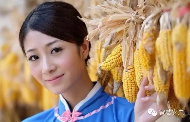 黑木耳种植技术详解,黑木耳种植技术哪里学