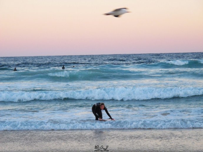 悉尼是啥味道,悉尼盐蚝