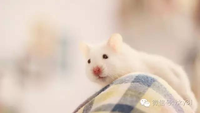 新手该怎么养一只十几天的小仓鼠,怎么养可爱又萌萌哒的小仓鼠