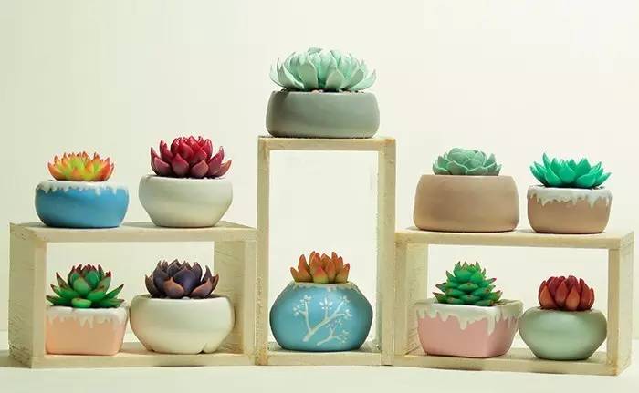 多肉包邮免费送,可爱多肉组合