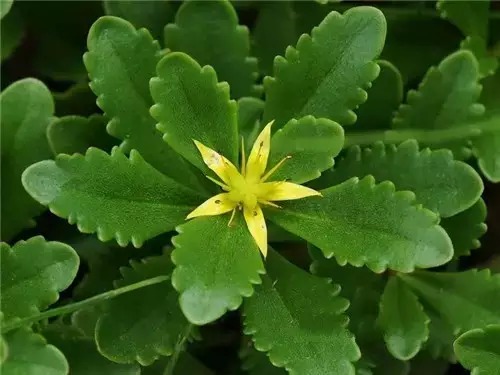 多肉开完花就死,多肉开花后会死掉吗