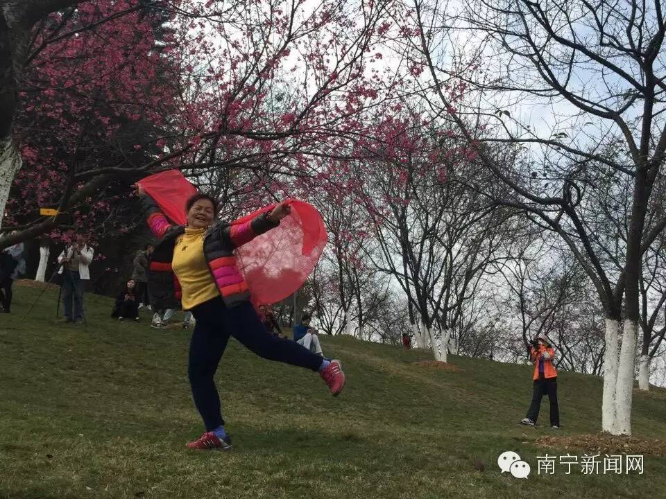 南宁哪里有假樱花,南宁樱花还有吗