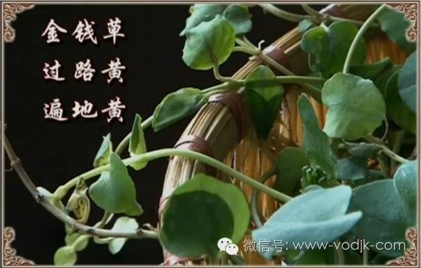 解毒散结的药排名第一,十大解毒药排名