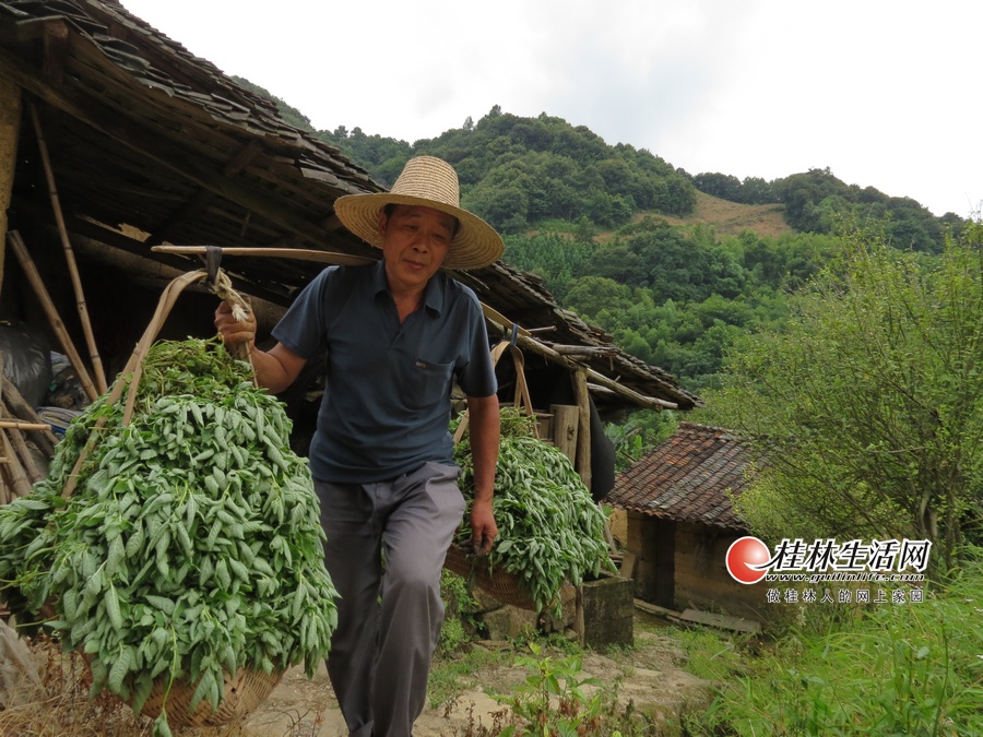 仙人豆腐消失的原因,仙人豆腐的发源地