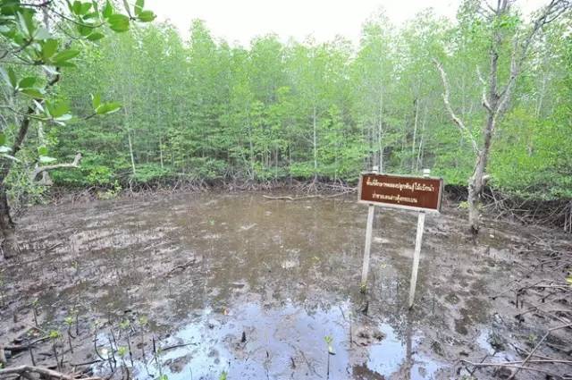 说吃就走的芭提雅南昌出发（最强攻略）亚航年中大促销