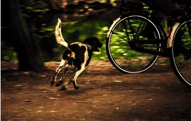 自行车骑行西藏遇狗,骑车被狗追怎么办