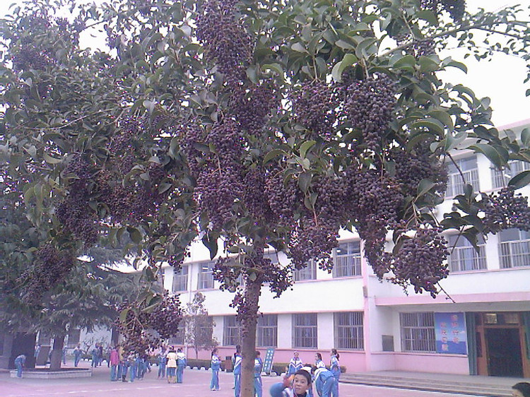 在农村看见这种植物别错过了,农村见到这种野菜切记只摘叶子